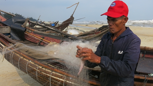 Ngư dân Phong Hải được mùa cá khoai