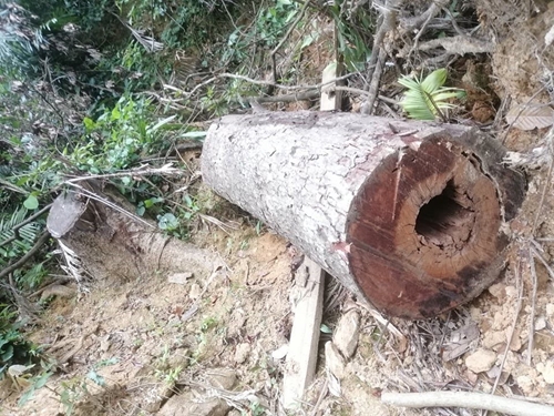 Huyện A Lưới thông tin bước đầu kiểm tra vụ “cắt xén” tiền bảo vệ rừng