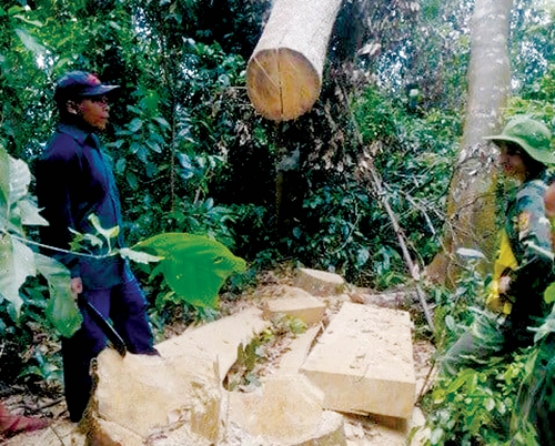 Giải pháp nào để ngăn chặn nạn phá rừng hiệu quả