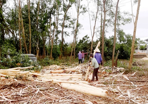 Cảnh báo tình trạng khai thác cây gây sự cố lưới điện ở Phú Lộc