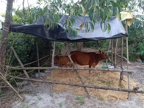 4 địa phương xuất hiện dịch viêm da nổi cục trên bò