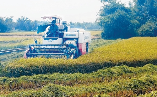Liên kết sản xuất tiêu thụ Giải “bài toán” đầu ra lúa gạo cho nông dân