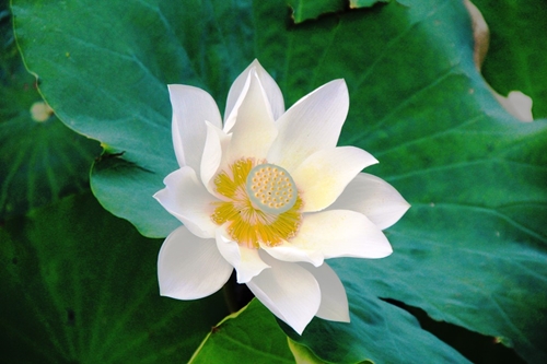 Hue White lotus is “revived” in Tinh Tam Lake