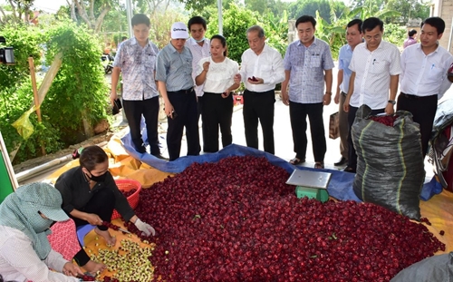 Phong Điền Xây dựng quy trình kỹ thuật sản xuất cây Atiso đỏ theo hướng công nghệ sạch