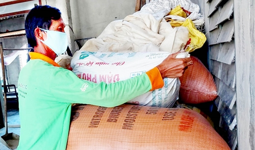 Doanh nghiệp chậm thu mua lúa nước mặn, nông dân lo lắng