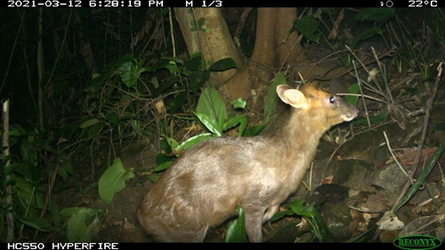 Endangered muntjac spotted in Phong Dien Nature Reserve