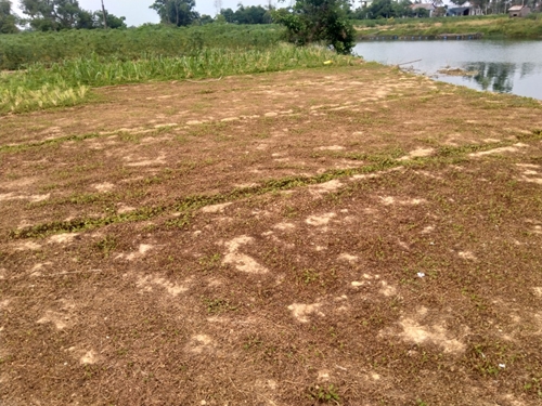 Lúa gieo sạ chết vì khô hạn, huyện vận động người dân không bỏ ruộng hoang