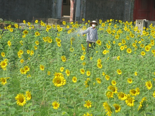 Planting 5,000 sqm of sunflowers inside the Imperial Citadel
