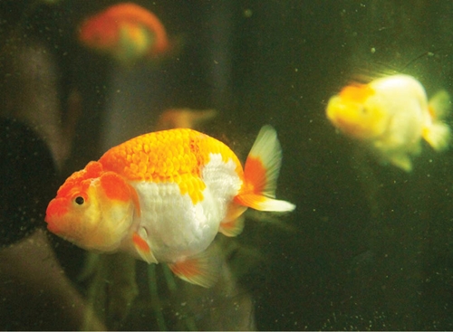 Mẩn mê goldfish