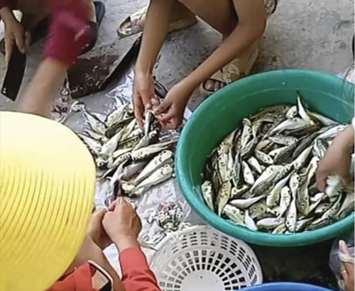 Cá nóc được rao bán tràn lan trên mạng