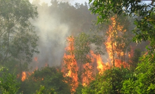Công điện của Thủ tướng Chính phủ về tăng cường các biện pháp cấp bách phòng cháy, chữa cháy rừng
