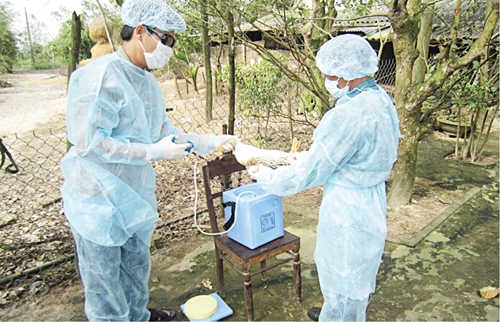 Phòng ngừa dịch cúm gia cầm A H5N8 Thận trọng vẫn hơn