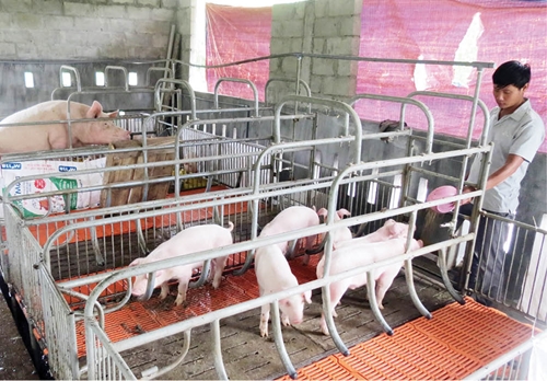 Chăn nuôi lợn tập trung kết hợp trồng trọt theo hướng hữu cơ