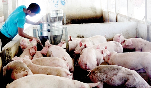 Tạo đà cho hướng chăn nuôi lợn bền vững