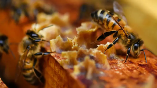 Pháp cảnh báo Mật ong Hắc Mã , kêu gọi người dân tiêu hủy