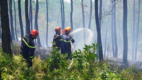 7 vụ cháy rừng xảy ra trong một ngày