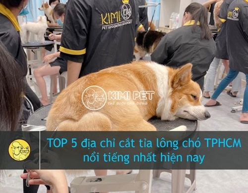 TOP 5 địa chỉ cắt tỉa lông chó TPHCM nổi tiếng nhất hiện nay