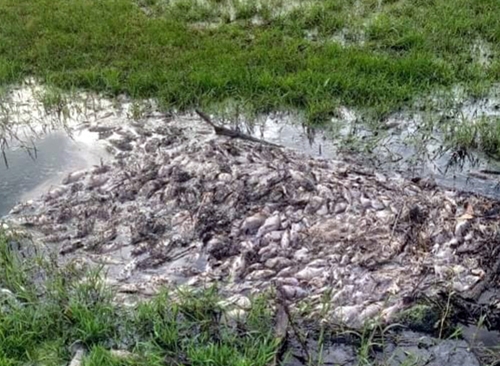 Cá chết bất thường ở Khu công nghiệp Phong Điền