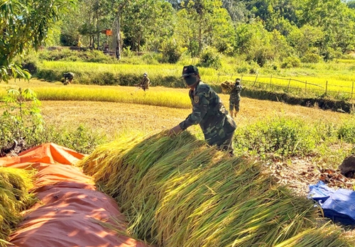 Chốt biên phòng giúp người dân A Lưới thu hoạch lúa