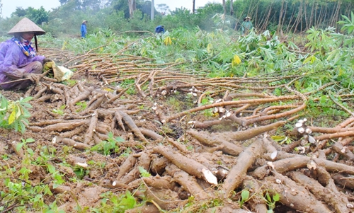 Nông dân Phong Điền thu hoạch sắn trước mưa bão
