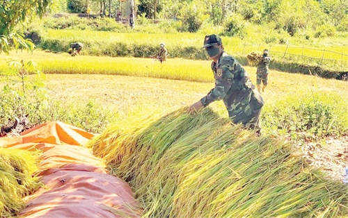 Giúp người dân vùng cao thu hoạch lúa