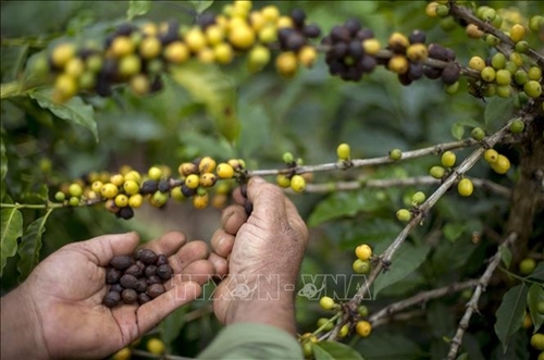 Phong tỏa chống dịch ở Việt Nam có thể giữ giá cà phê “tương đối cao” cho đến năm 2022
