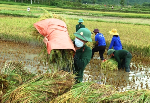 Đoàn Kinh tế - Quốc phòng 92 xuống đồng gặt lúa giúp dân