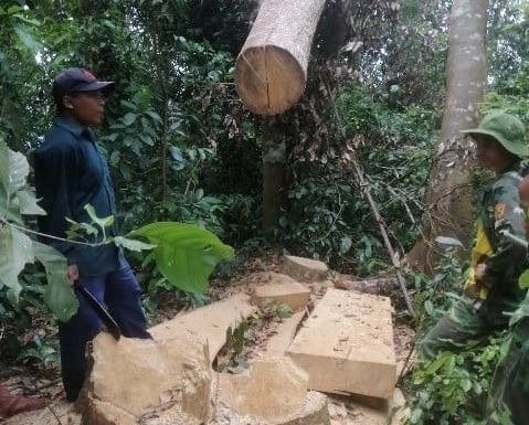 12 gốc cây bị đốn hạ trái phép trong khu vực rừng phòng hộ A Lưới