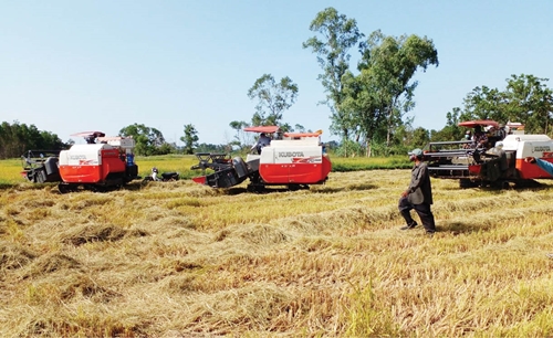Phú Lộc phát triển cánh đồng mẫu lúa, sản phẩm nông nghiệp sạch