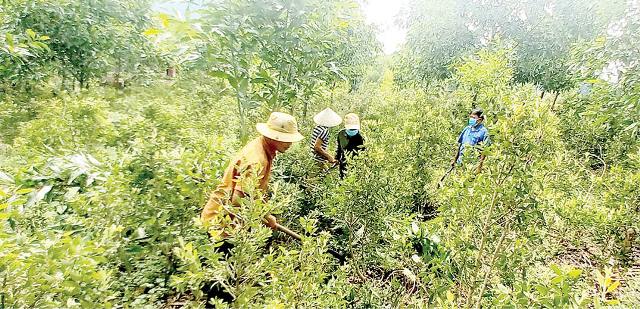 Yên Bái Trồng thâm canh trám bằng cây ghép