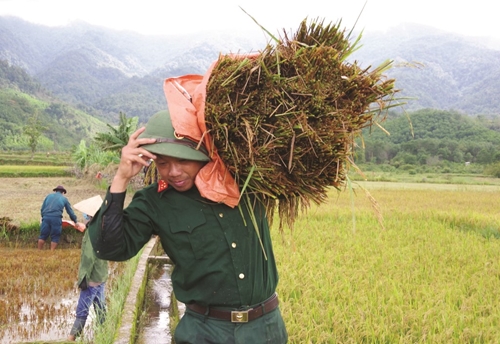 Helping farmers to harvest rice