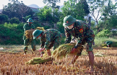 Đồn biên phòng cửa khẩu Hồng Vân giúp người dân thu hoạch lúa