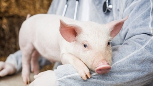 Mỹ phẫu thuật thử nghiệm thành công ca ghép thận lợn cho người