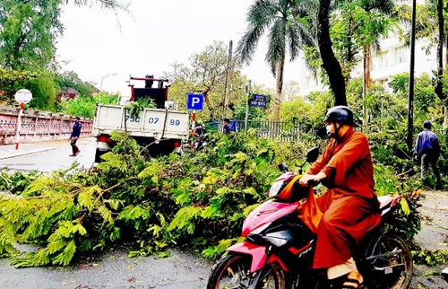 Lo cây xanh gãy đổ gây tai nạn mùa mưa bão