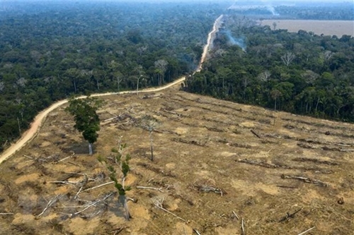 Mỹ sẽ đưa ra một hiệp ước khu vực Amazon nhằm giảm thiểu nạn phá rừng