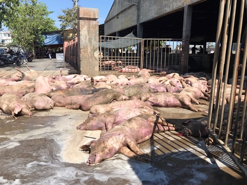 Hàng loạt xác lợn chết bị vứt bỏ dọc đường