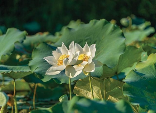 Another lotus season has passed…