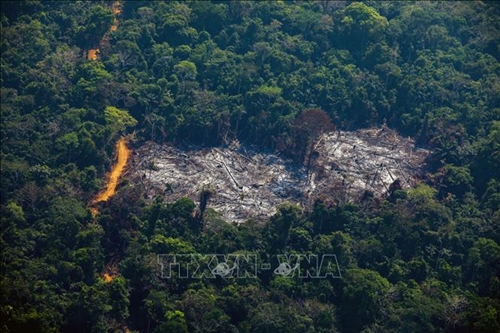 Tỷ lệ rừng Amazon bị tàn phá tăng lên mức cao nhất trong 15 năm