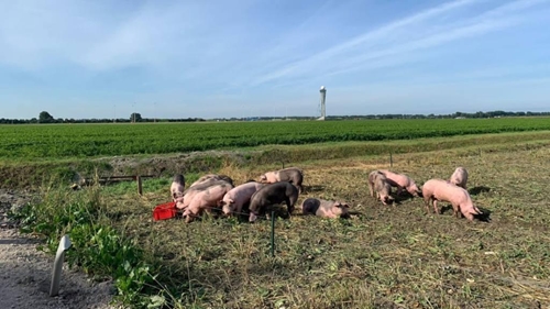 Hà Lan Sân bay Schiphol thả lợn để bảo vệ đường băng