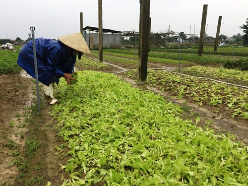 Quảng Điền Hơn 220 ha rau màu bị thiệt hại