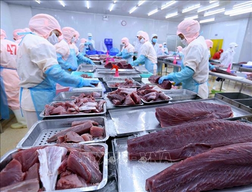 Chất xúc tác thúc đẩy tăng trưởng xuất khẩu cá ngừ của Việt Nam