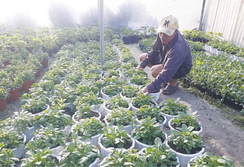 Hộ trồng hoa quy mô ở Vinh Thanh
