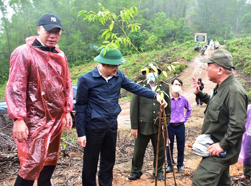 Phó Chủ tịch UBND tỉnh Hoàng Hải Minh thăm mô hình phát triển rừng trồng hỗn giao đa loài