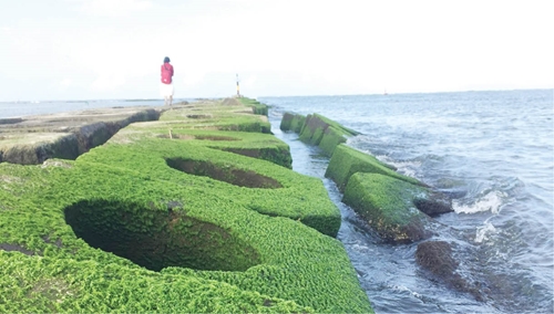 Beholding the moss by the sea