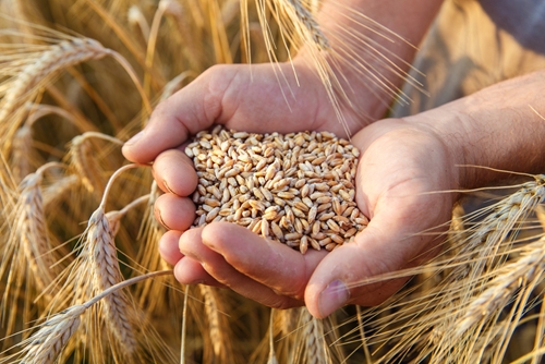 Căng thẳng Nga-Ukraine đẩy giá lúa mì, dầu ăn tăng mức cao kỷ lục