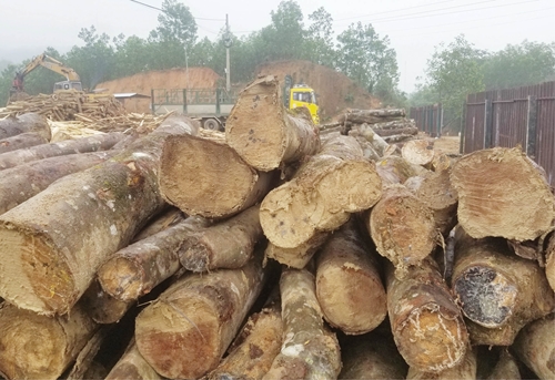 Tăng kim ngạch xuất khẩu gỗ rừng trồng