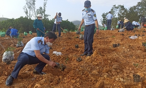 Cục Quản lý thị trường trồng 2 500 cây mai vàng tại xã Phong Sơn