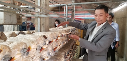 Ứng dụng công nghệ nuôi trồng, sơ chế, bảo quản nấm dược liệu linh chi tại Quảng Phú