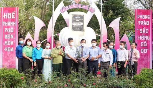 Phát động trồng hoa hồng cổ Huế tại các điểm công cộng trên địa bàn thành phố