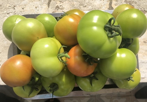 Sản xuất cà chua an toàn trong nhà màng